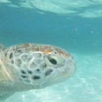 突然海ガメが登場！・・天国の海・ハワイの休日６日間