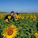 大好きなひまわりと白い街・・・スペイン８日間